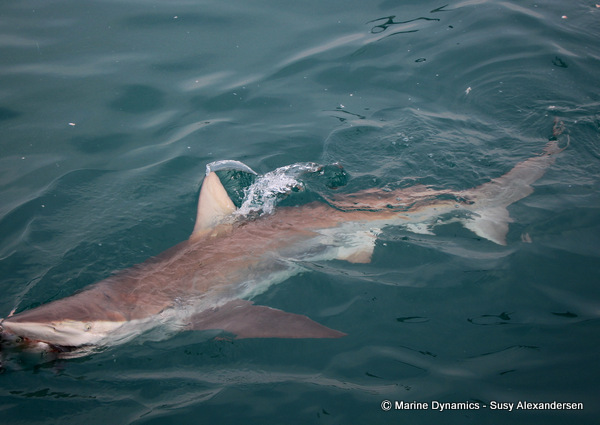 Bronze Whaler shark, South Africa
