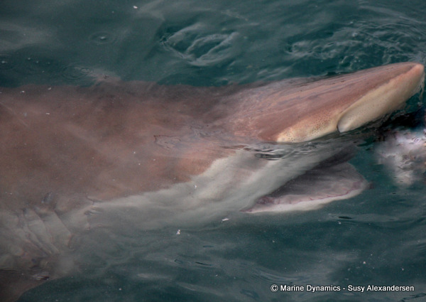 Bronze Whaler shark, South Africa