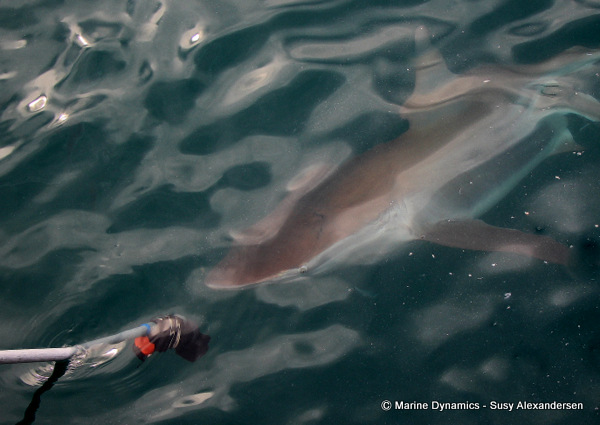 Bronze Whaler shark, South Africa