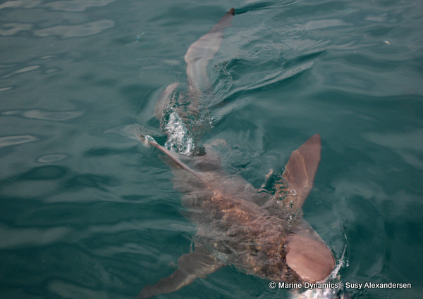 Bronze Whaler shark, South Africa