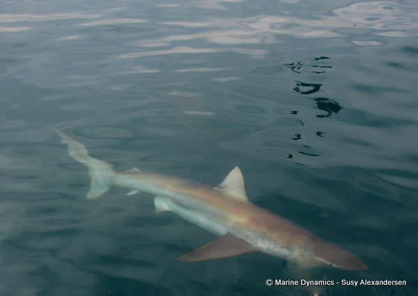 Bronze Whaler shark, South Africa