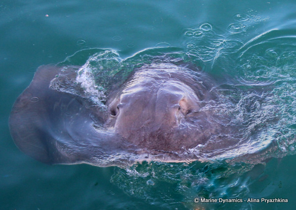Short-tail stingray