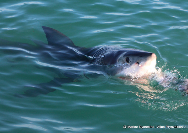 Great white shark, gansbaai, South africa