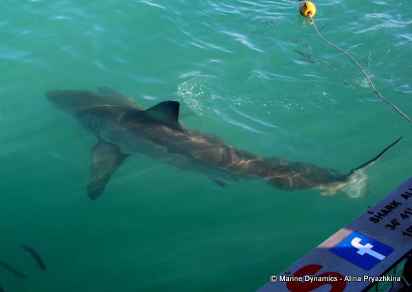 Great white shark, gansbaai, south africa