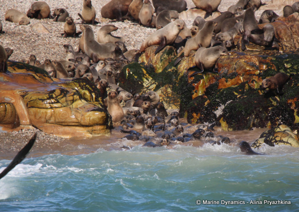 Gansbaai, South africa