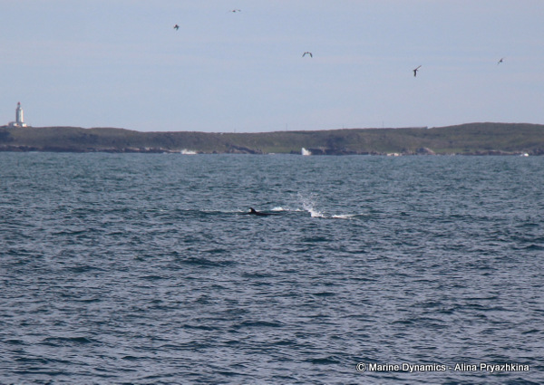 Bryde's whale, Gansbaai, South africa