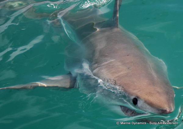Great white shark