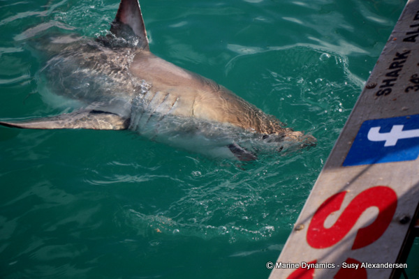 Great white shark