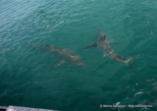 Great white shark