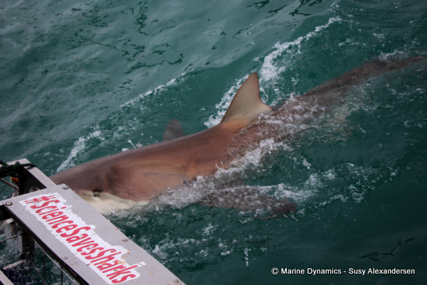 Bronze whaler shark