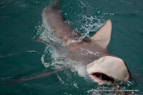 Bronze whaler shark