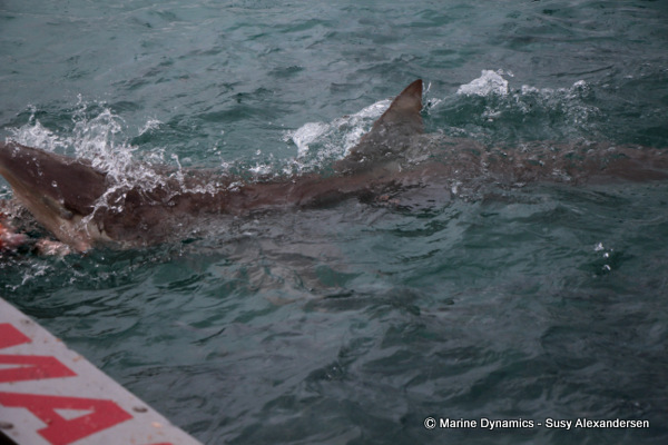 Bronze whaler shark