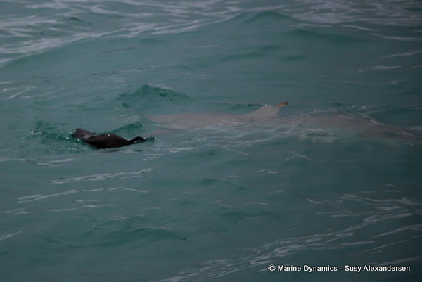 Bronze whaler shark