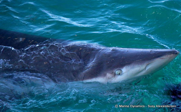 Bronze Whaler shark, South Africa