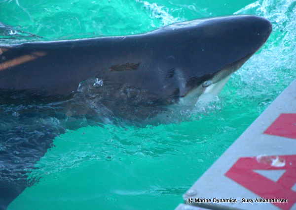 Bronze Whaler shark, South Africa
