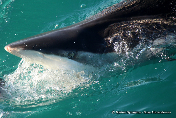 Bronze Whaler shark, South Africa