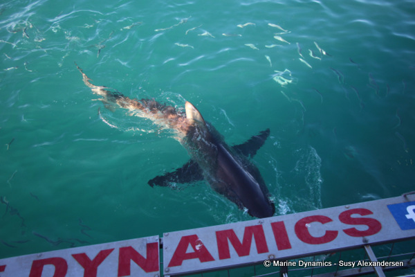 Bronze Whaler shark, South Africa