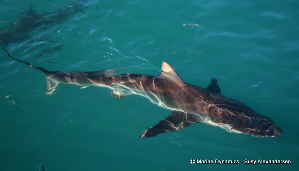Bronze Whaler shark, South Africa