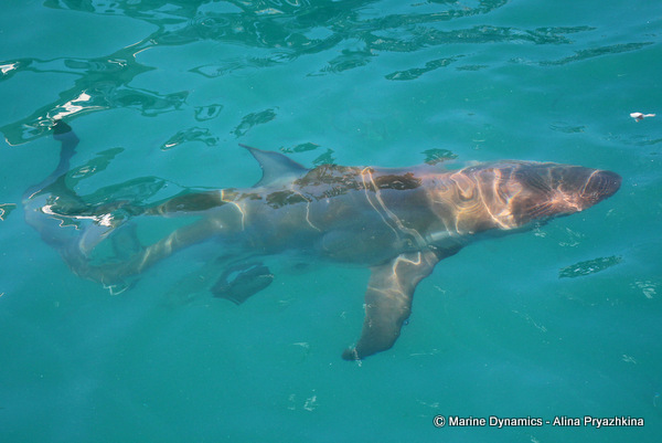 Bronze whaler shark