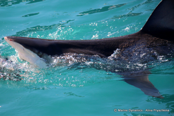 Bronze whaler