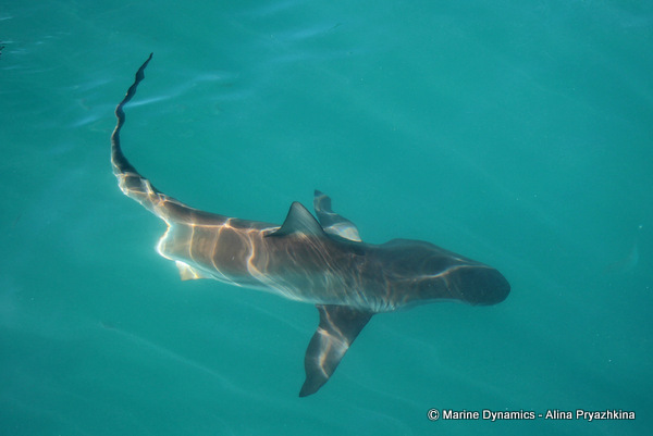Bronze whaler, Gansbaai, south Africa