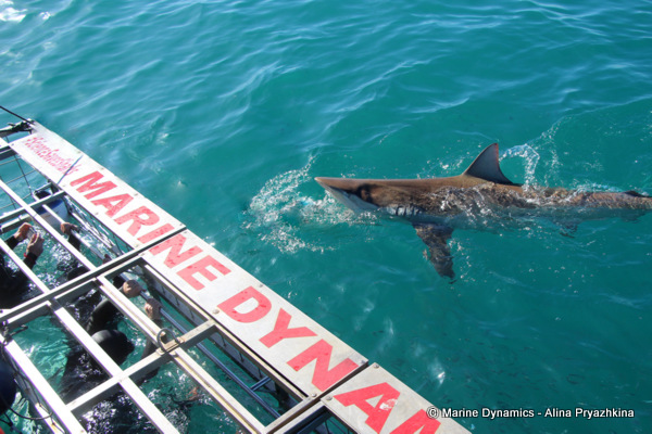 shark cage diving