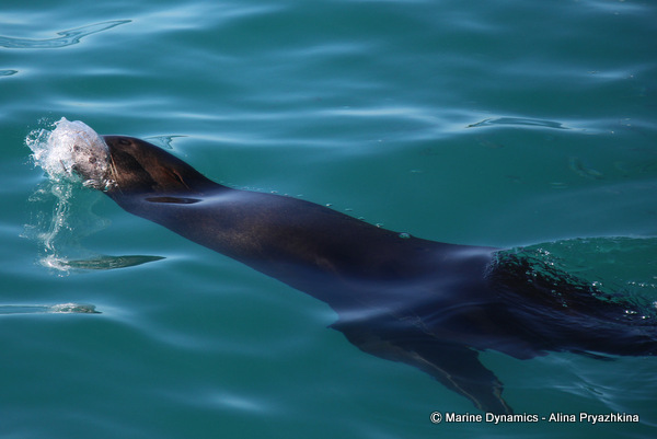 Cape fur seal