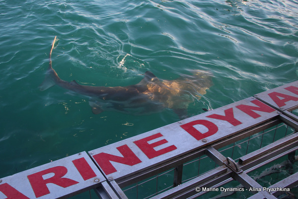 Bronze whaler shark