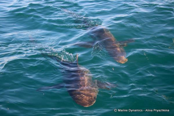 bronze whaler sharks swimming together