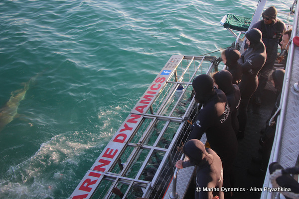 shark cage diving clients viewing bronze whaler sharks next to cage
