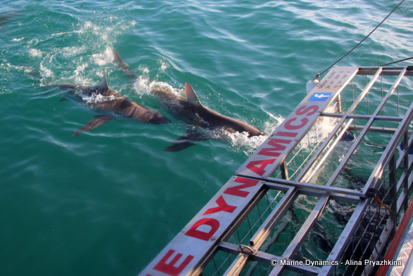 bronze whaler sharks investigating shark diving cage