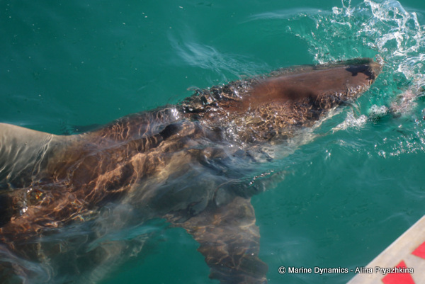 bronze whaler shark under water