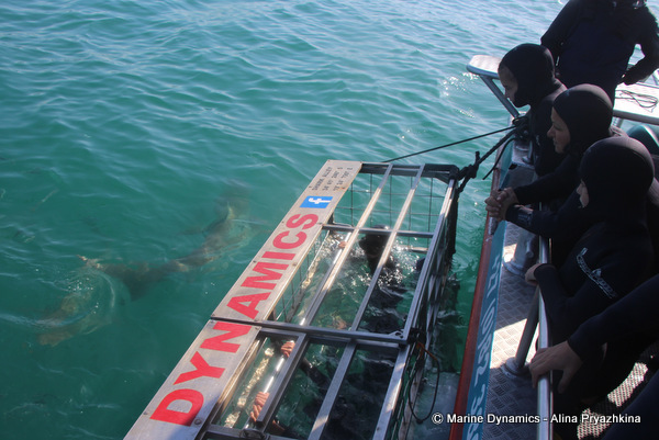shark cage diving clients enjoying bronze whaler shark sightings