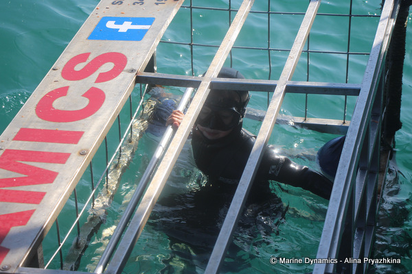 Shark cage diving young diver in the cage