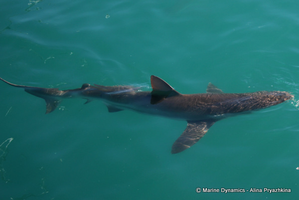 bronze whaler shark gleaming in the light