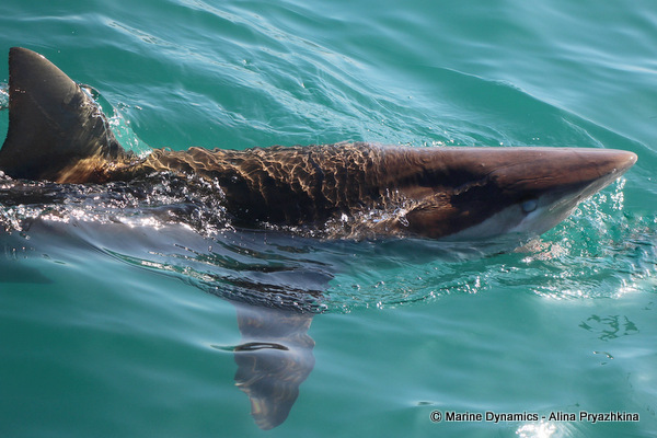 bronze whaler shark close up