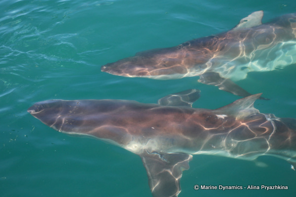 two bronze whaler sharks next to each other
