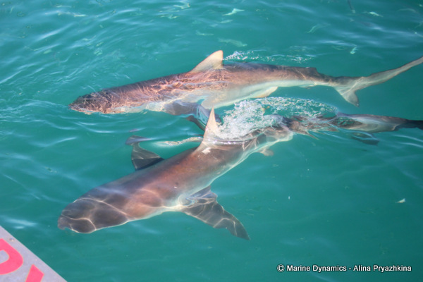 two bronze whaler sharks full length