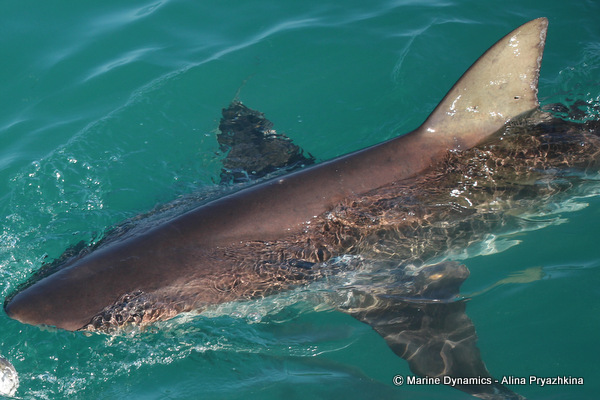 bronze whaler shark dorsal fin