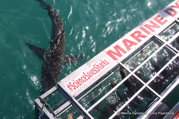 marine dynamics shark cage with bronze whaler shark