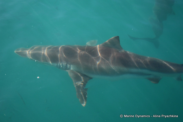bronze whaler shark great visibility