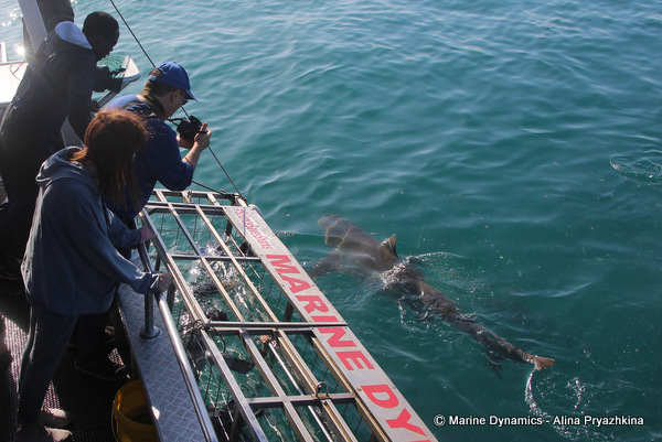 clients taking pictures of bronze whaler shark next to cage
