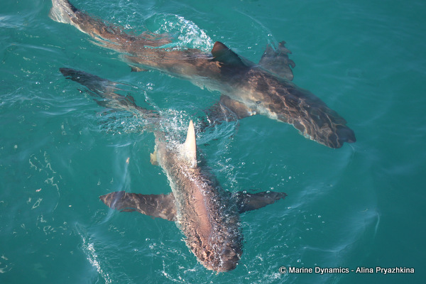 two bronze whaler sharks