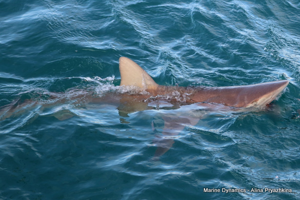 Bronze whalers, Gansbaai, South Africa