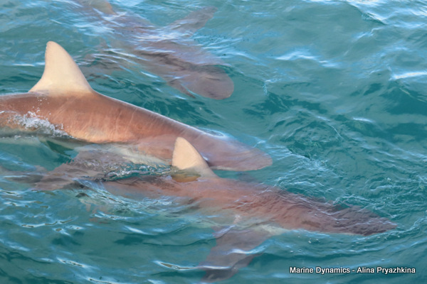 Bronze whaler, Gansbaai, South AFrica