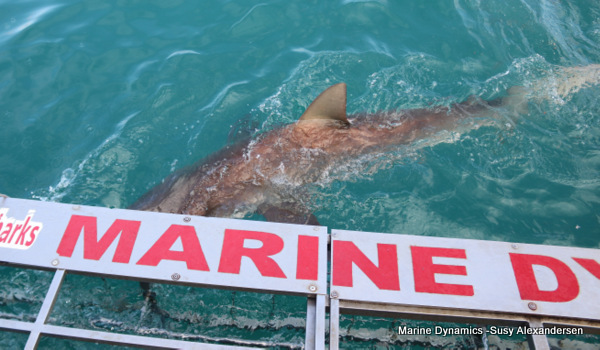Bronze whaler shark