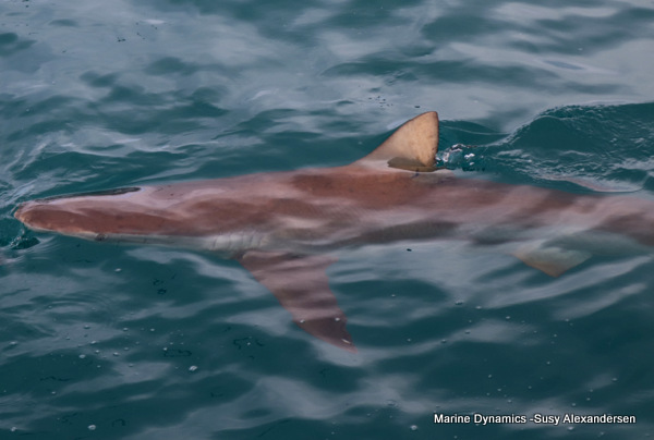 Bronze whaler shark