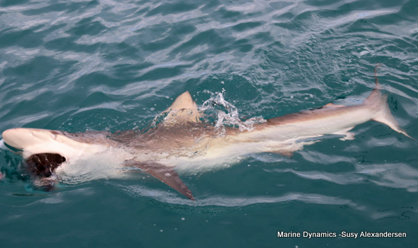 Bronze whaler shark