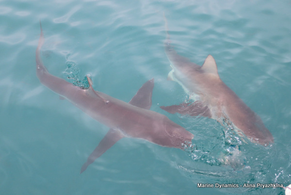 Bronze Whaler shark, South Africa