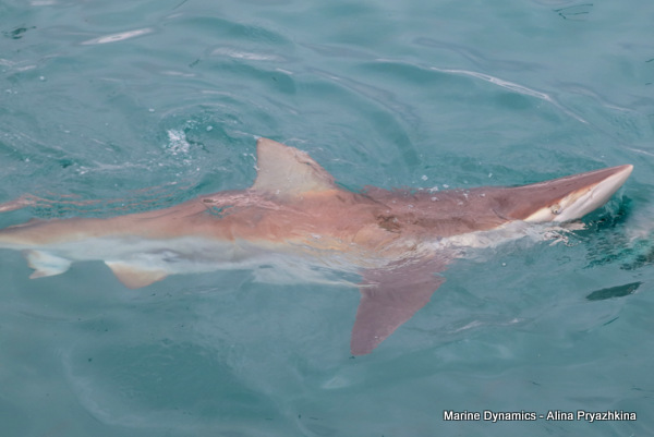 Bronze Whaler shark, South Africa